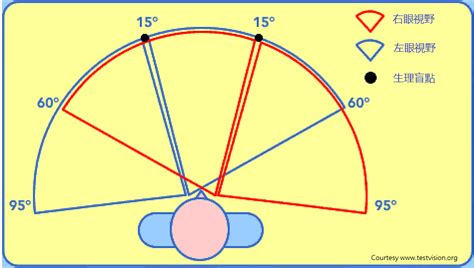 人的視野角度